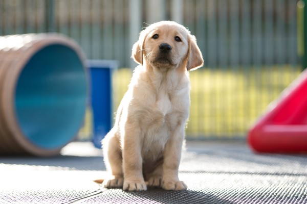 The Portico Puppy Update!